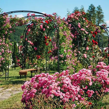 By Derenivska Kupil Niżne Sołotwino